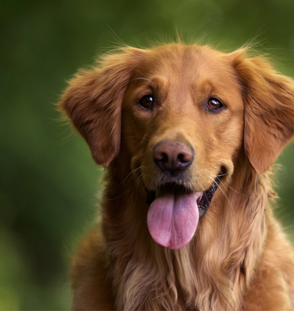 Derma Pet Care - Selective Focus Shot Adorable Golden Retriever Outdoors