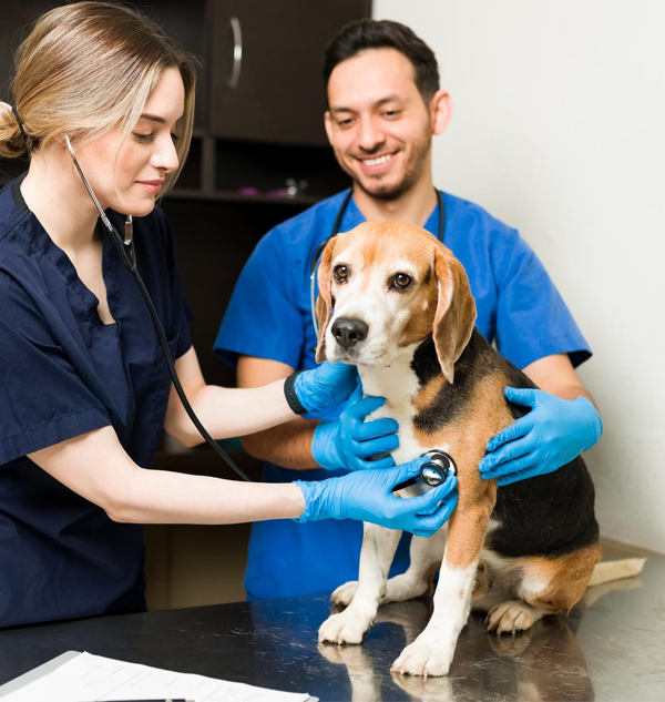 Derma Pet Care - FAQ