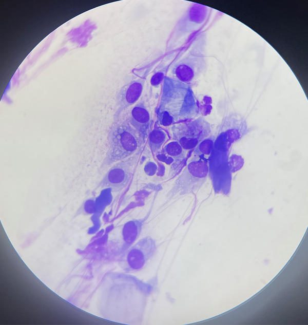 Derma Pet Care - Cytology