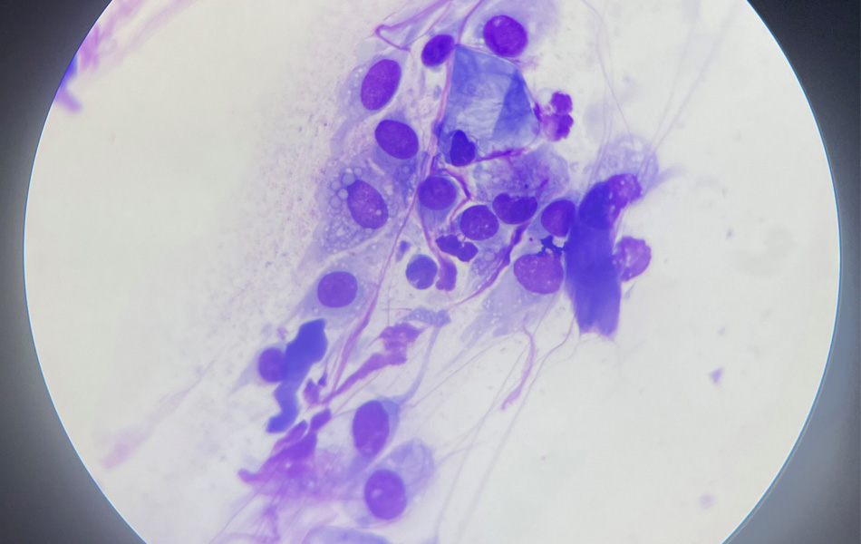 Derma Pet Care - Cytology